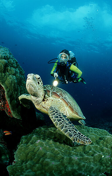 Green sea turtle and scuba diver