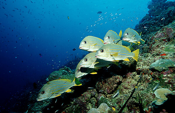 Celebes sweetlips