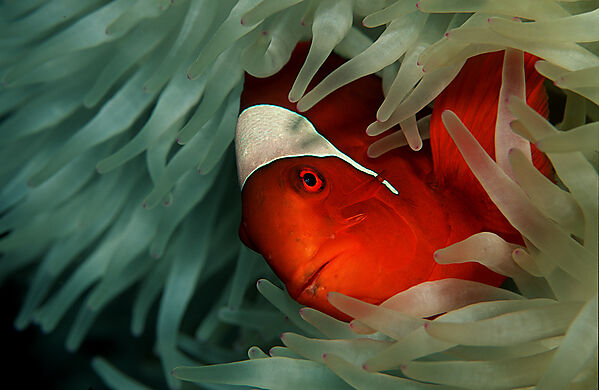 Stachel-Anemonenfisch