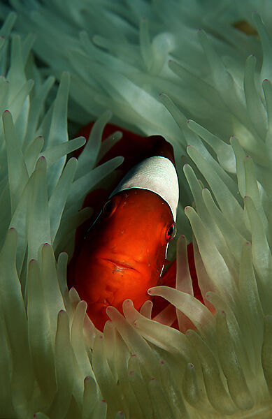 Stachel-Anemonenfisch
