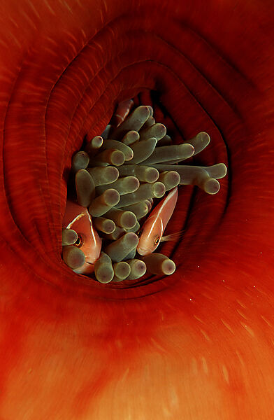 Zwei Halsband-Anemonenfische