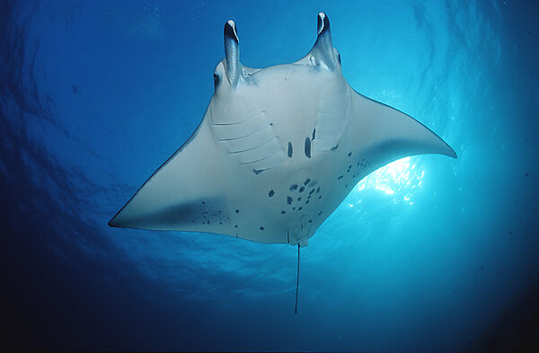 Mantarochen