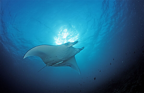 Mantarochen