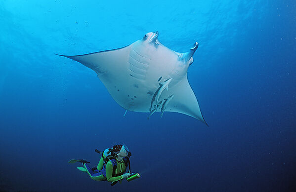 Mantarochen und Taucher