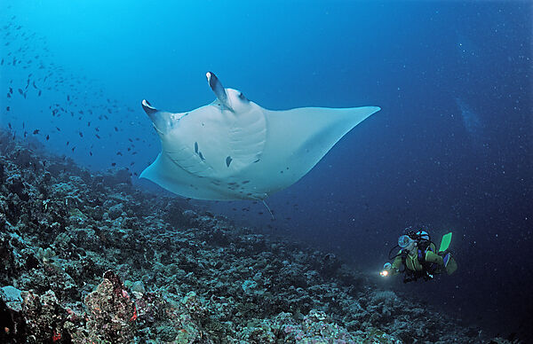 Mantarochen und Taucher