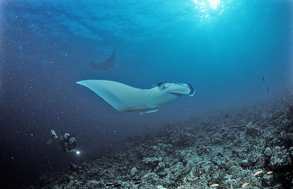 Mantarochen und Taucher