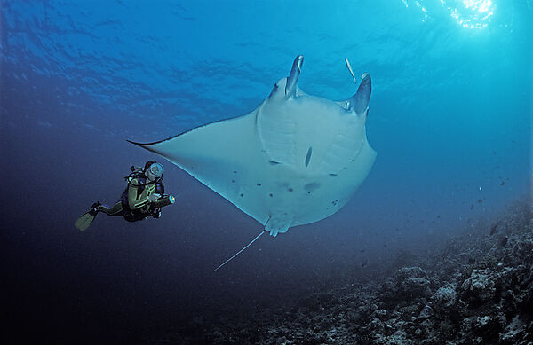 Mantarochen und Taucher