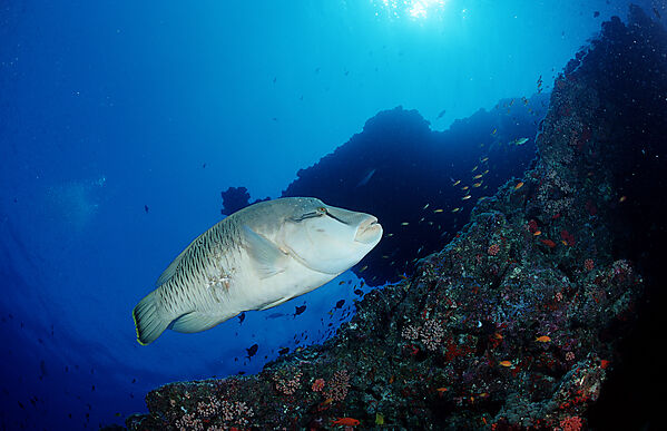 Humpback wrasse
