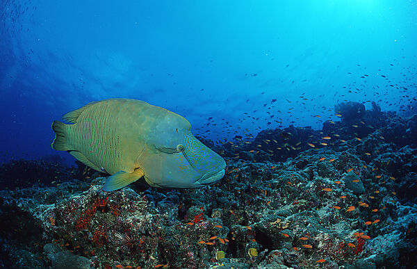 Humpback wrasse