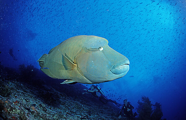 Humpback wrasse