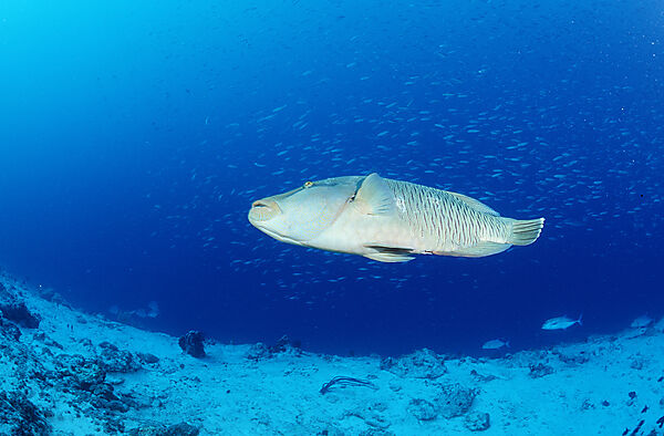Humpback wrasse