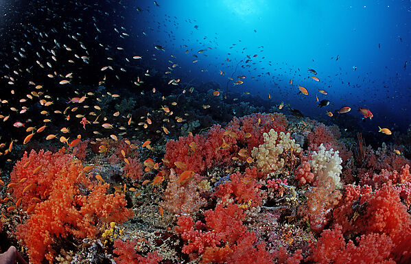 Anthias and coral reef
