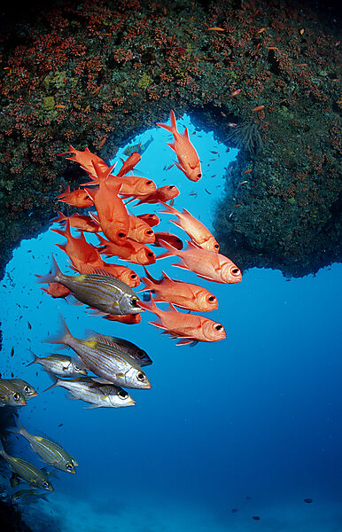 Weisssaum-Soldatenfische, Unterwasserhoehle