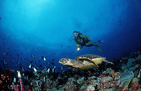 Hawksbill turtle and scuba diver