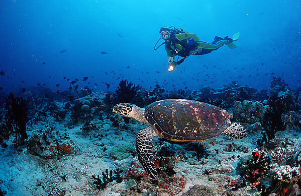 Hawksbill turtle and scuba diver