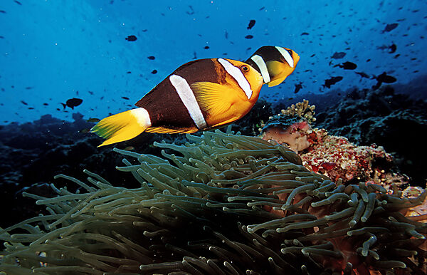 Clarks Anemonenfisch