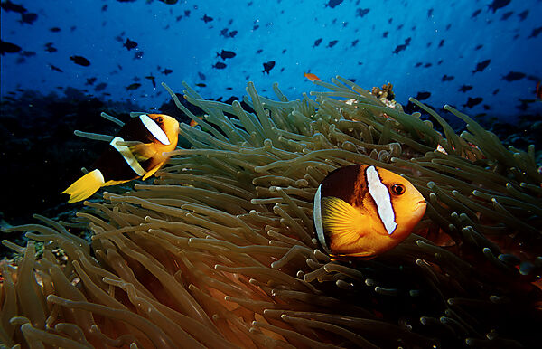 Clarks Anemonenfisch