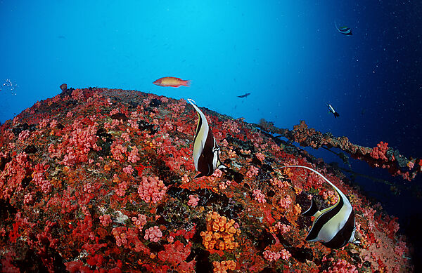 Halfterfisch