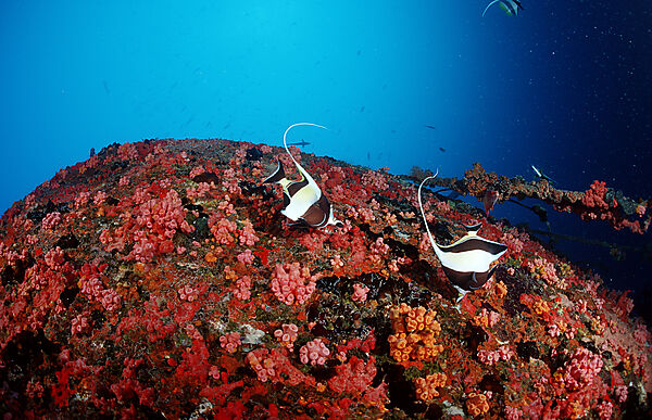 Halfterfisch