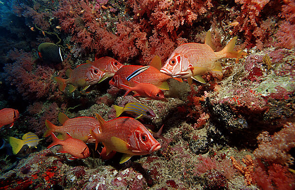 Grossdorn-Husarenfisch