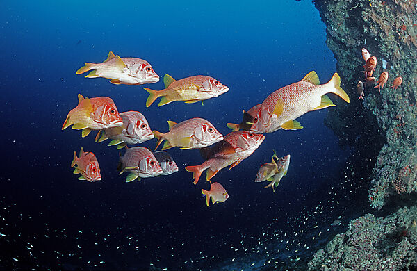 Grossdorn-Husarenfisch