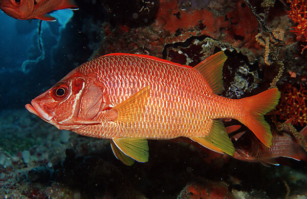 Grossdorn-Husarenfisch