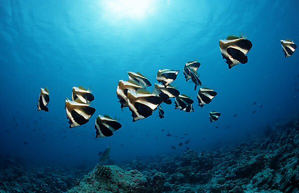 Brauner Wimpelfisch