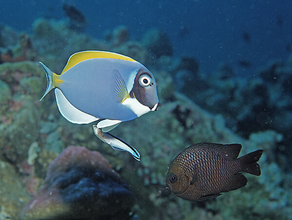 Weisskehl-Doktorfisch und Gemeiner Putzerfisch