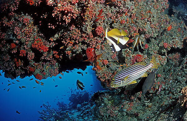 ueberhang mit Korallenfischen