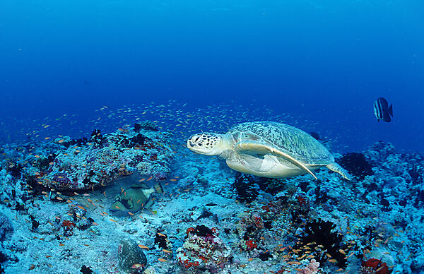 Green Sea Turtle