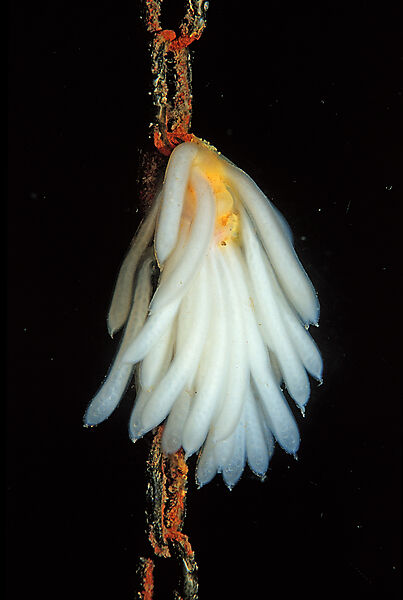 calmar eggs on a chain cable