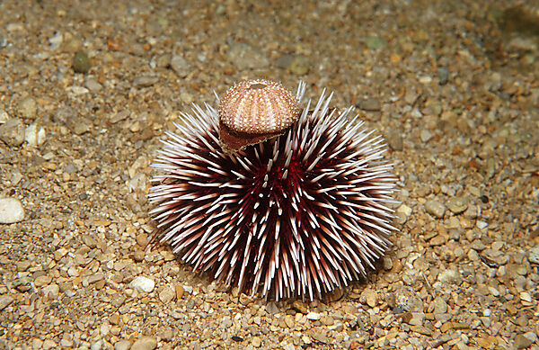 Violetter Seeigel
