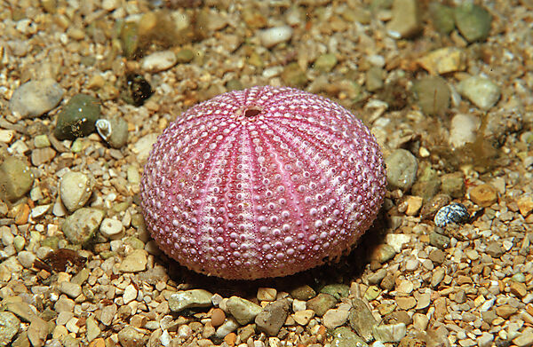 Leere Kalkschale, Violetten Seeigel
