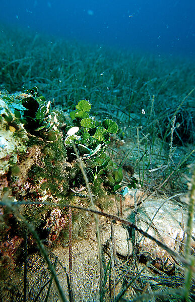Macro algal seaweed