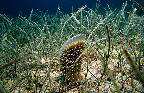 fan mussel in seagrass