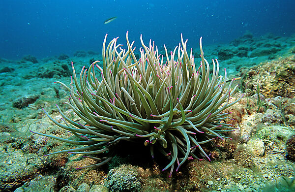 Snakeslock anemone