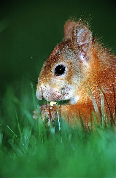 Eichhoernchen, Eichhoernchen frisst Nuss