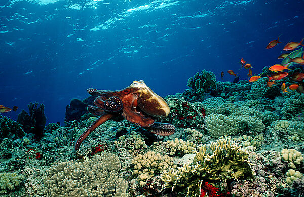 Oktopus