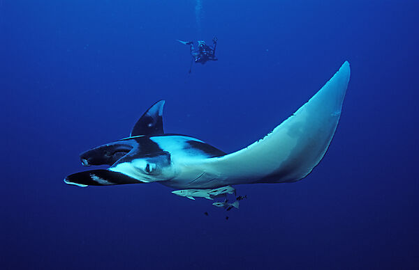 Mantarochen und Taucher