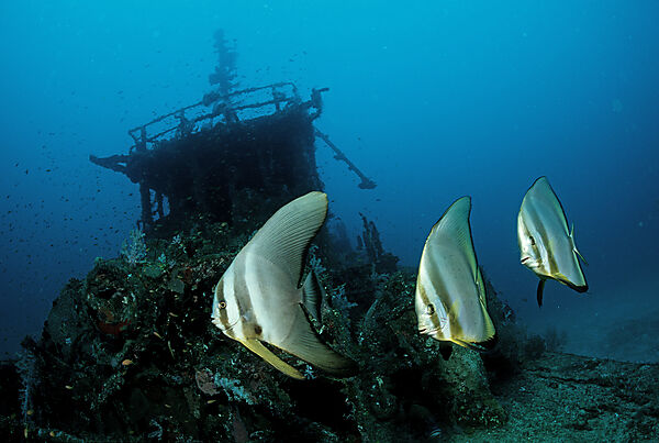 Fledermausfische am Schiffswrack