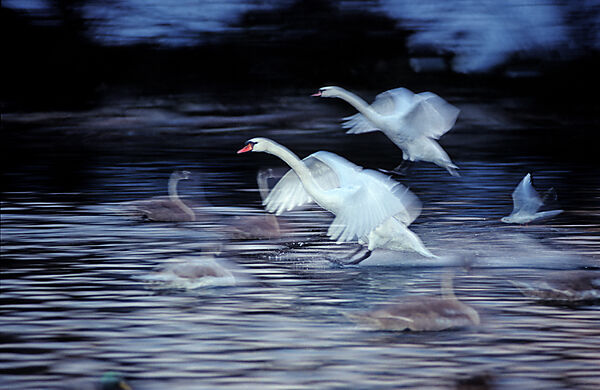 MUTE SWAN LANDING ON WATER