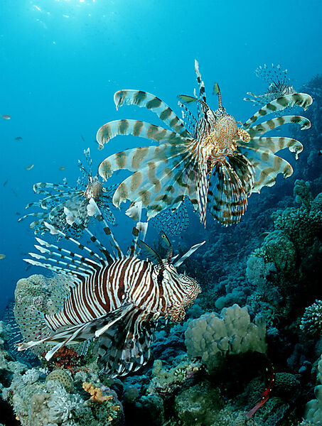 lionfish, turkeyfish