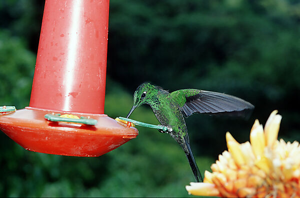 Kolibri an Futterstation