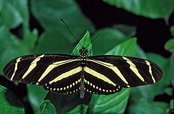 Passionsblumenfalter, giftiger Schmetterling