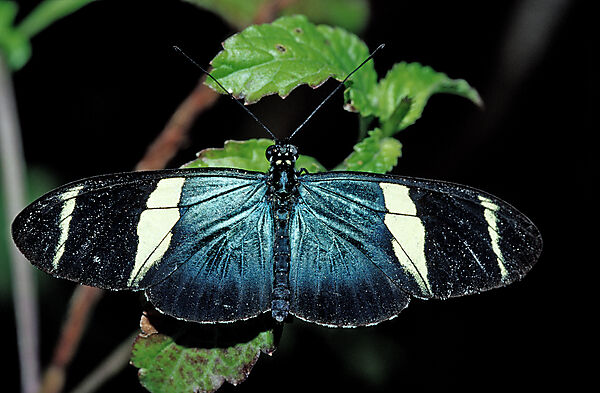 Tropischer Schmetterling