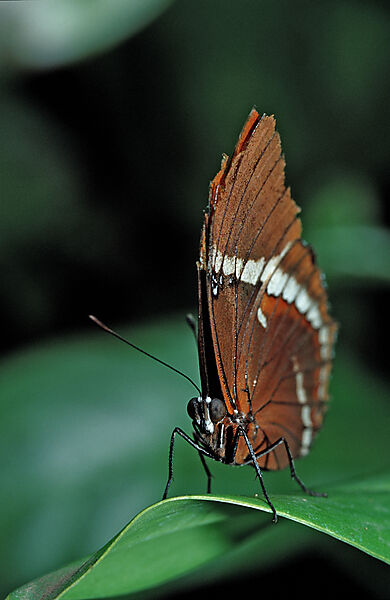 Tropischer Schmetterling