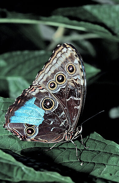 Tropischer Morpho Schmetterling