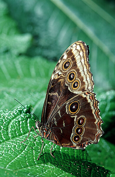 Tropischer Morpho Schmetterling