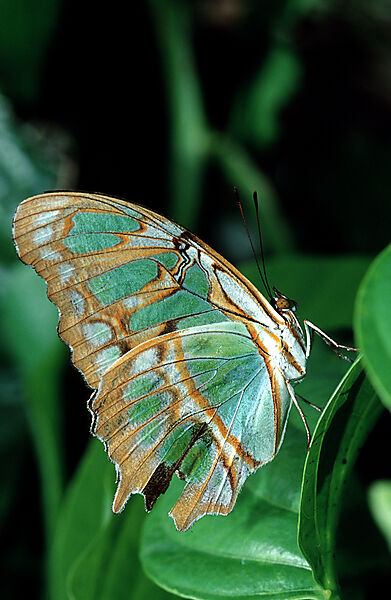 Tropischer Schmetterling