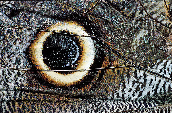 Tropischer Morpho Schmetterling, Fluegeldetail, Auge